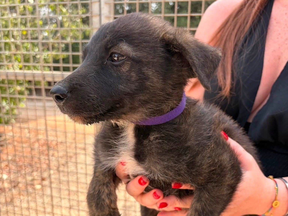 Adotta un cane, femmina, 4 mesi, Taranto