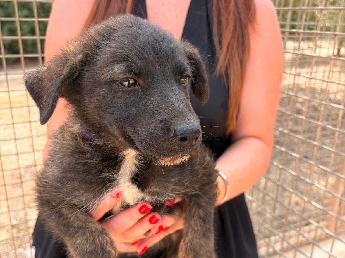 Adotta un cane, taglia media, femmina, Taranto