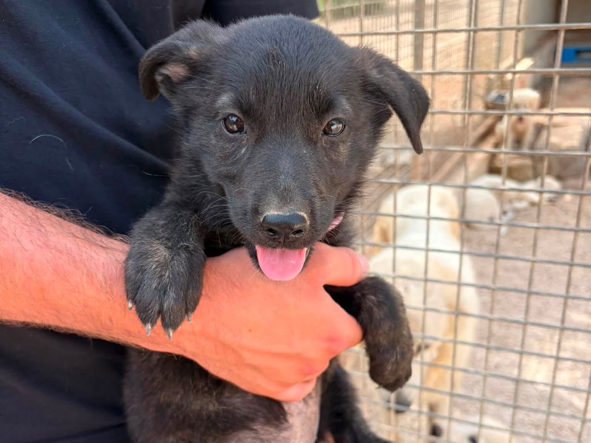 Adotta un cane, femmina, 4 mesi, Taranto