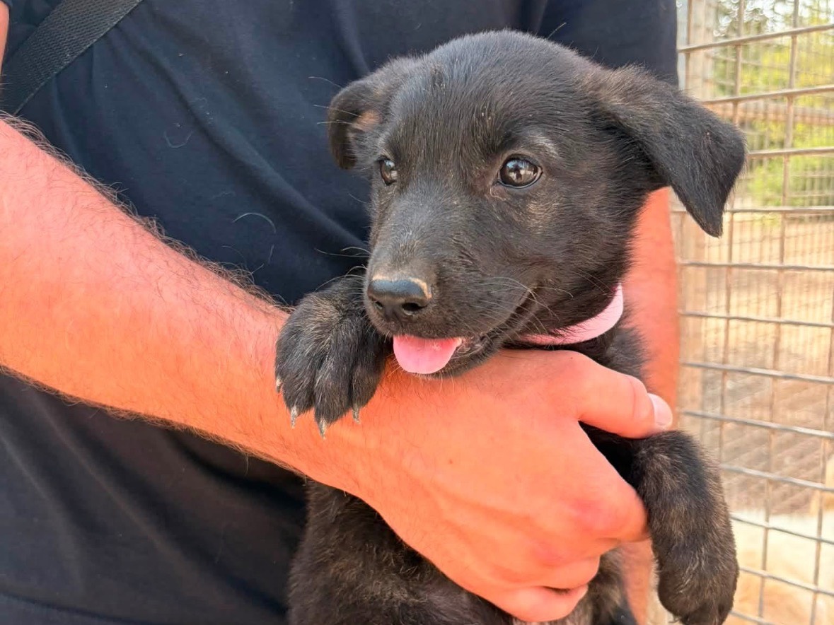 Adotta un cane, taglia media, femmina, Taranto