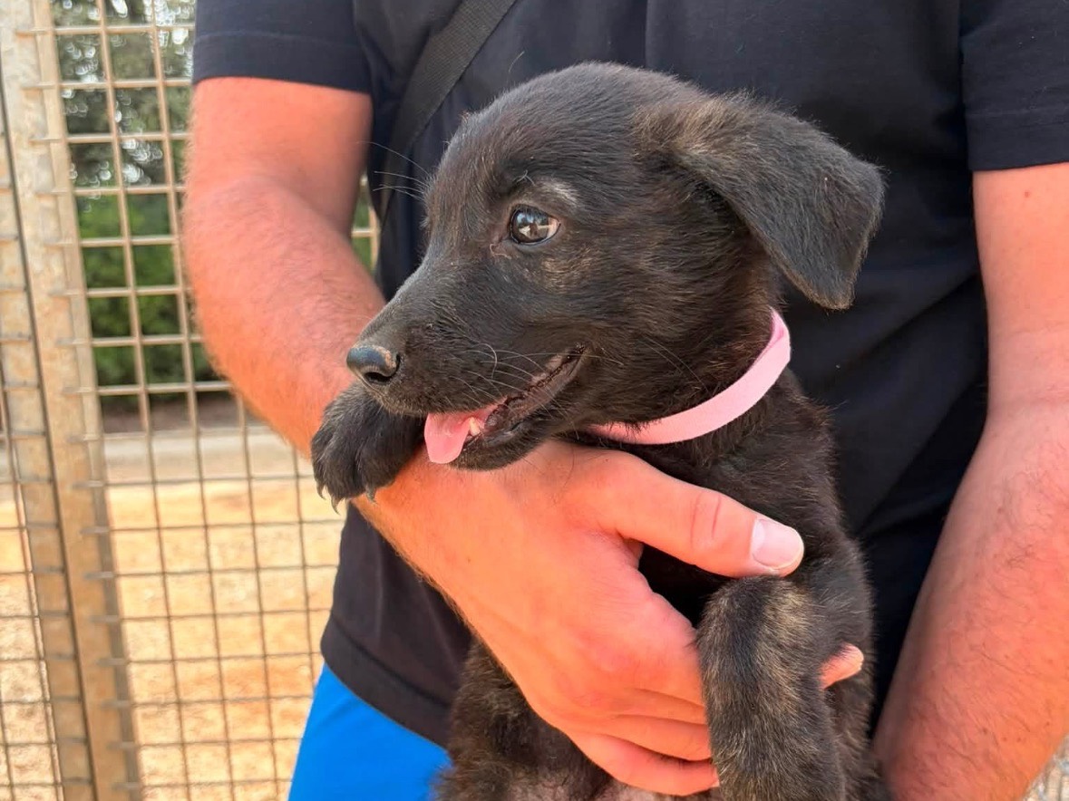 Vuoi adottare un cane a Taranto?