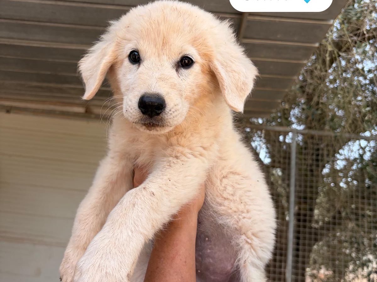 Adozione cane, maschio, Razza sconosciuta Razza sconosciuta, 4 mesi, taglia media, Taranto