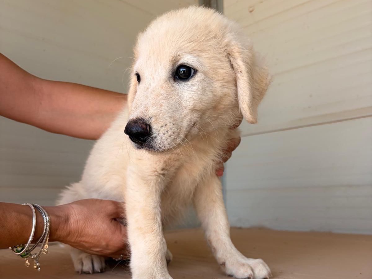 Adozione cane, maschio, Razza sconosciuta Razza sconosciuta, 4 mesi, taglia media, Taranto