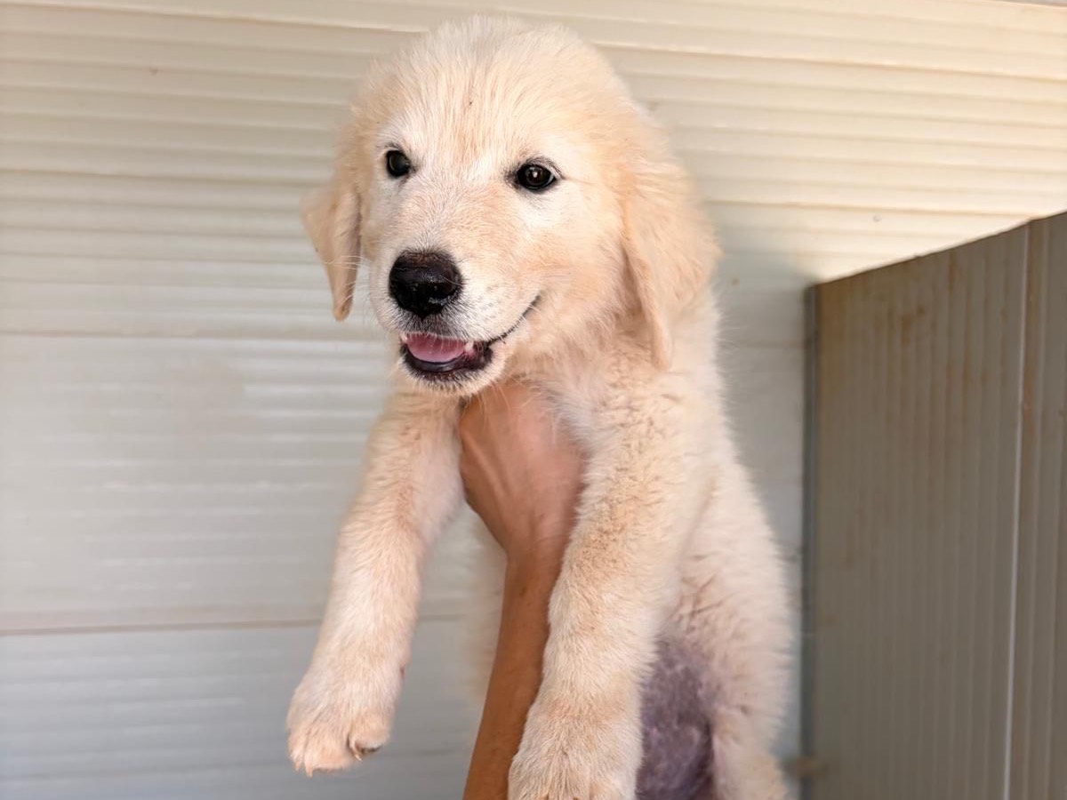 Adozione cane, maschio, Razza sconosciuta Razza sconosciuta, 4 mesi, taglia media, Taranto