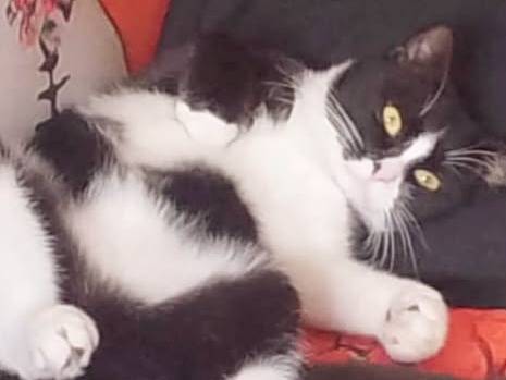Adozione gatto, maschio, Razza sconosciuta Razza sconosciuta, 1 anno e 3 mesi, taglia non valida, Torino