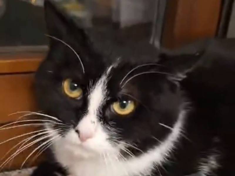 Adotta un gatto, maschio, 1 anno e 3 mesi, Torino