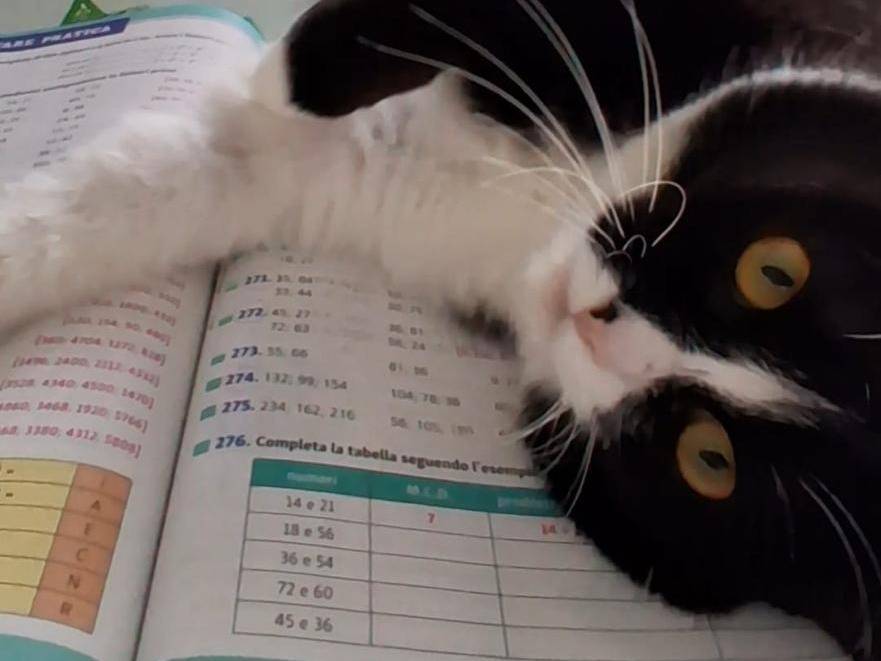 Adotta un gatto, taglia non valida, maschio, Torino