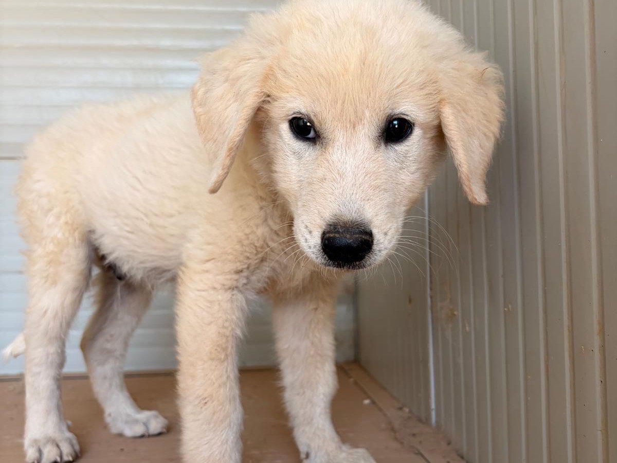 Adozione cane, maschio, Razza sconosciuta Razza sconosciuta, 3 mesi, taglia media, Taranto