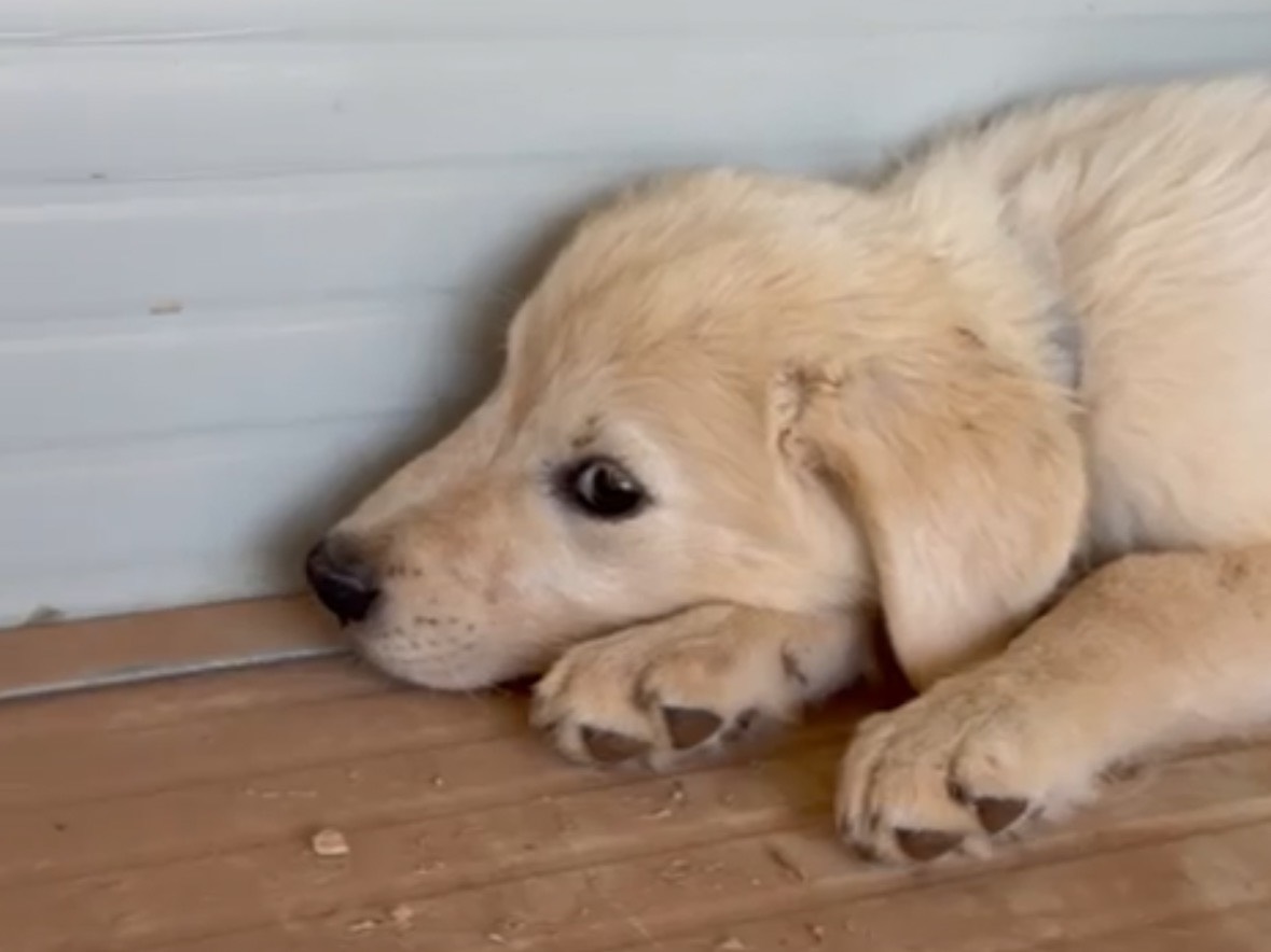 Adotta un cane, femmina, 4 mesi, Taranto