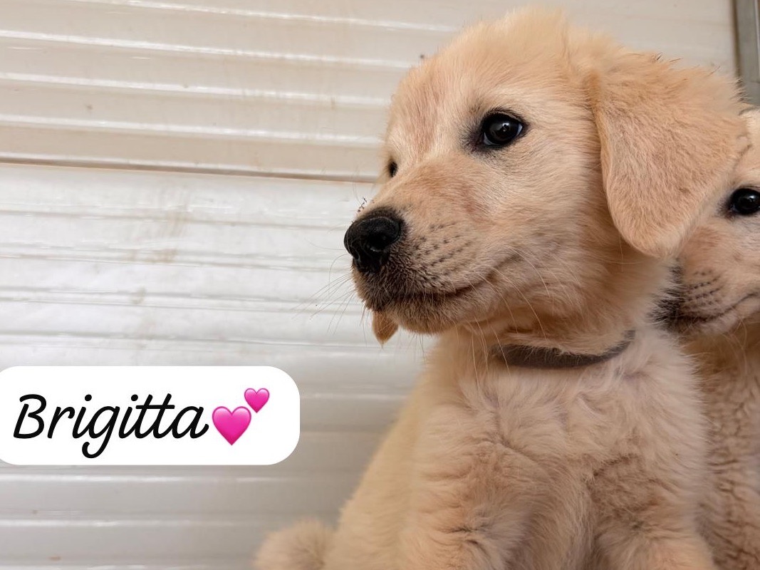 Adozione cane, femmina, Razza sconosciuta Razza sconosciuta, 4 mesi, taglia media, Taranto