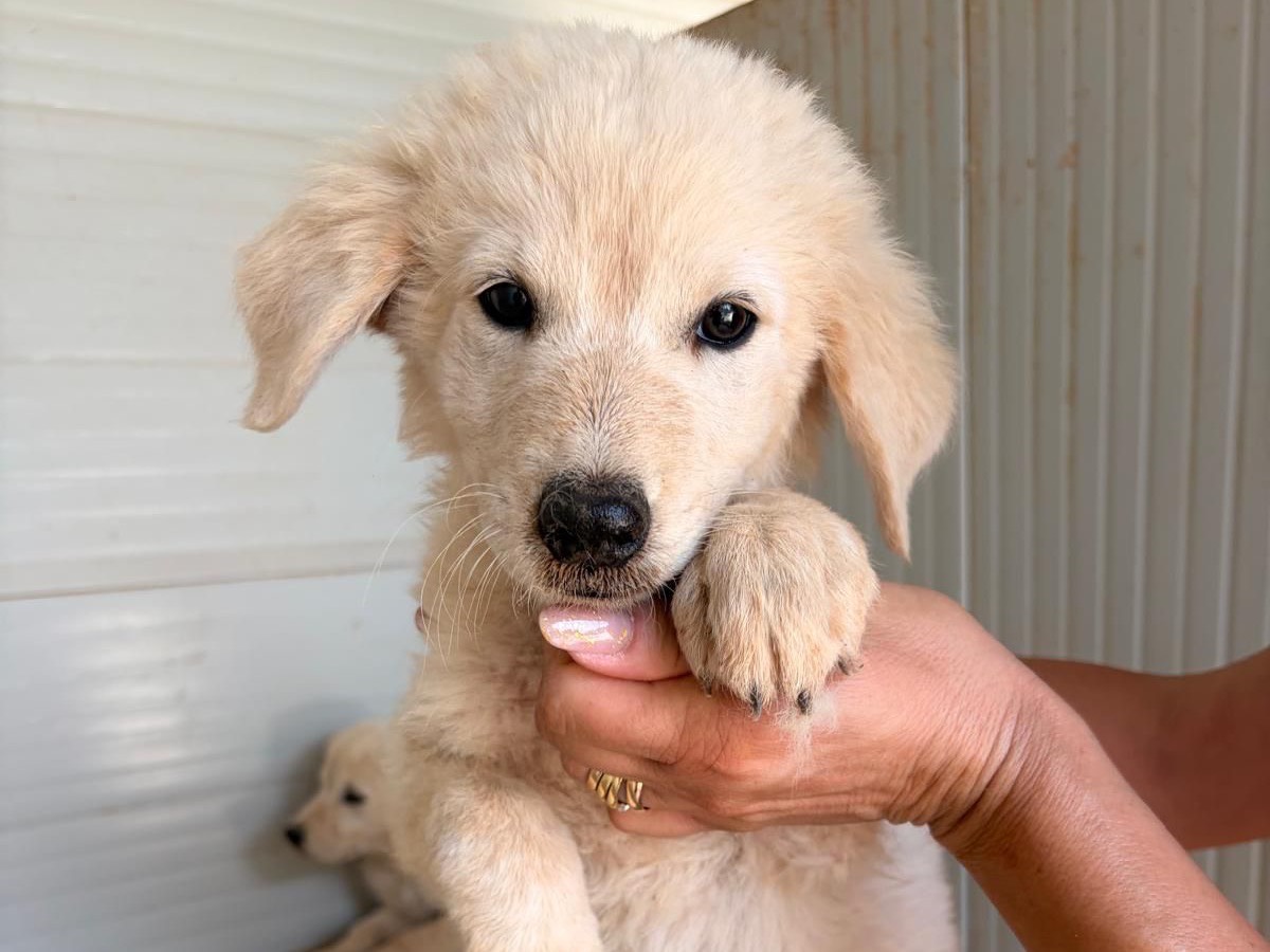 Adozione cane, femmina, Razza sconosciuta Razza sconosciuta, 3 mesi, taglia media, Taranto