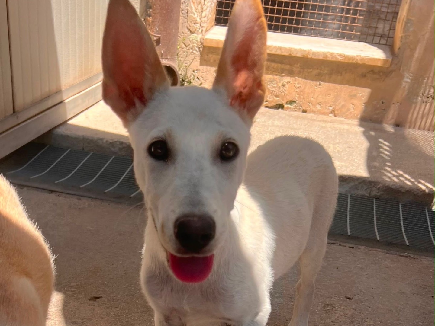 Adozione cane, femmina, Razza sconosciuta Razza sconosciuta, 5 mesi, taglia media contenuta, Taranto