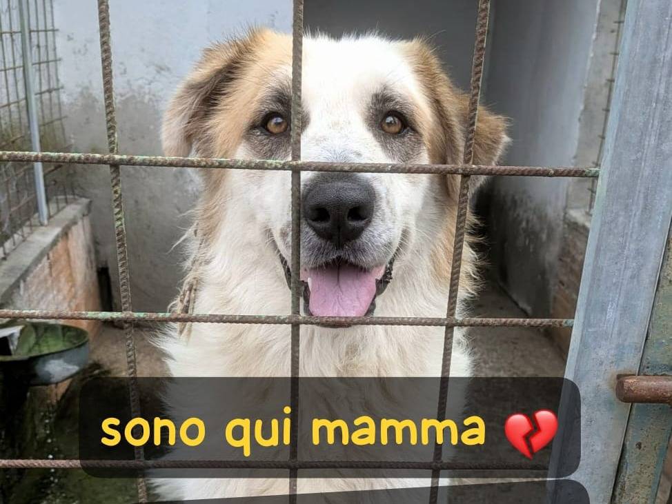 Adozione cane, maschio, Razza sconosciuta Razza sconosciuta, 3 anni e 2 mesi, taglia grande, Arezzo