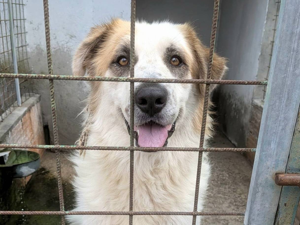 Adotta un cane, maschio, 3 anni e 2 mesi, Arezzo