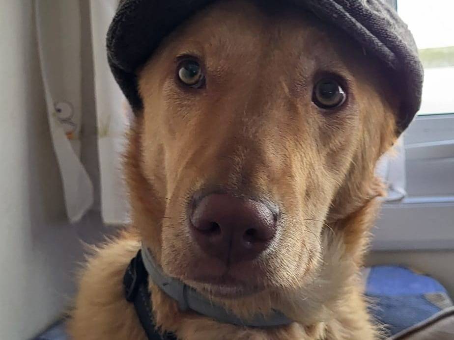 Adozione cane, maschio, Razza sconosciuta Razza sconosciuta, 1 anno e 3 mesi, taglia media, Pordenone