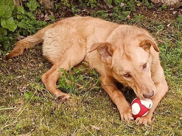 Adotta un cane, maschio, 1 anno e 3 mesi, Pordenone