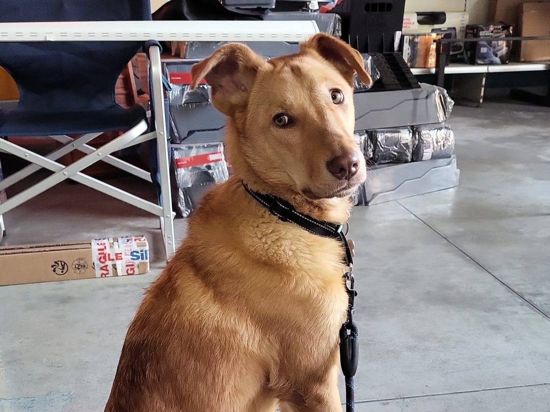Adotta un cane, taglia media, maschio, Pordenone