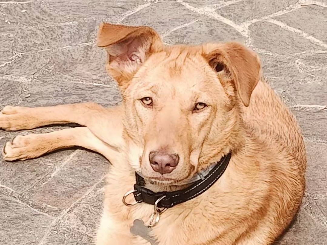 Vuoi adottare un cane a Pordenone?