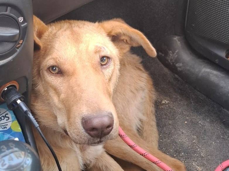 Adotta il cane Paolo a Pordenone
