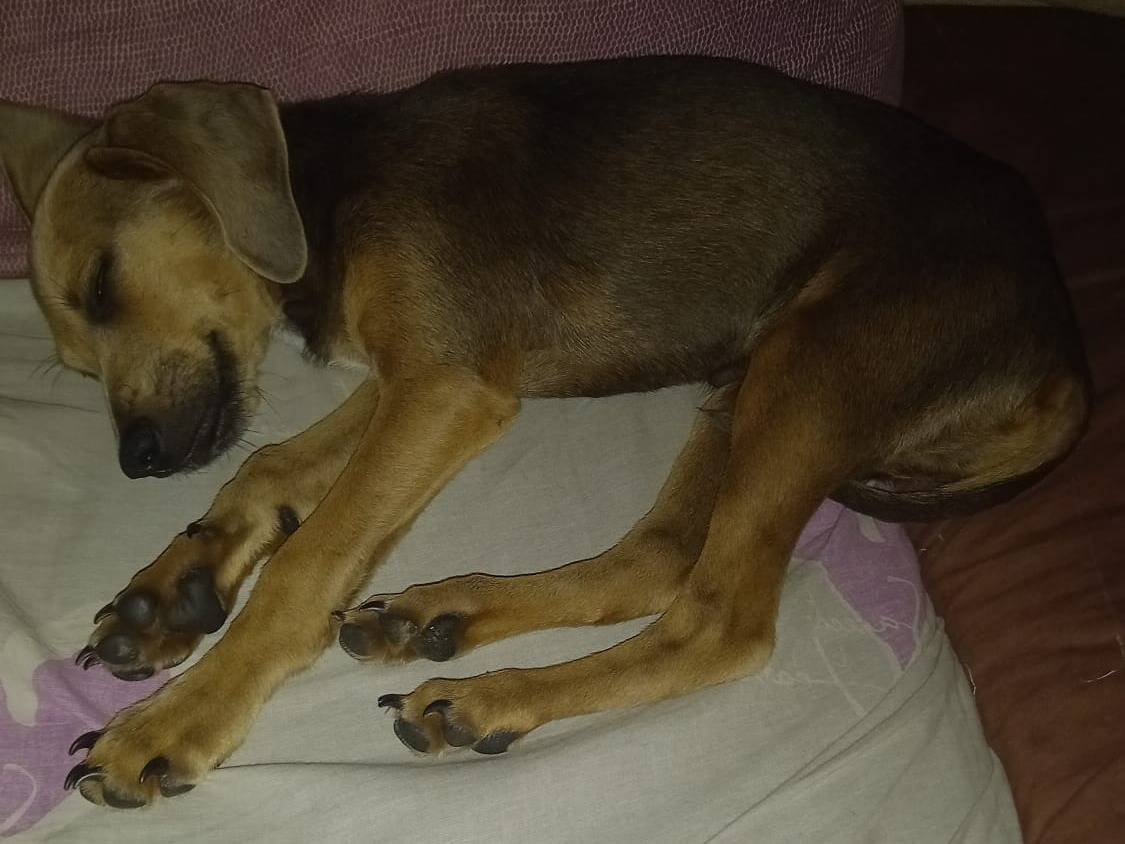 Adotta un cane, maschio, 4 mesi, Roma