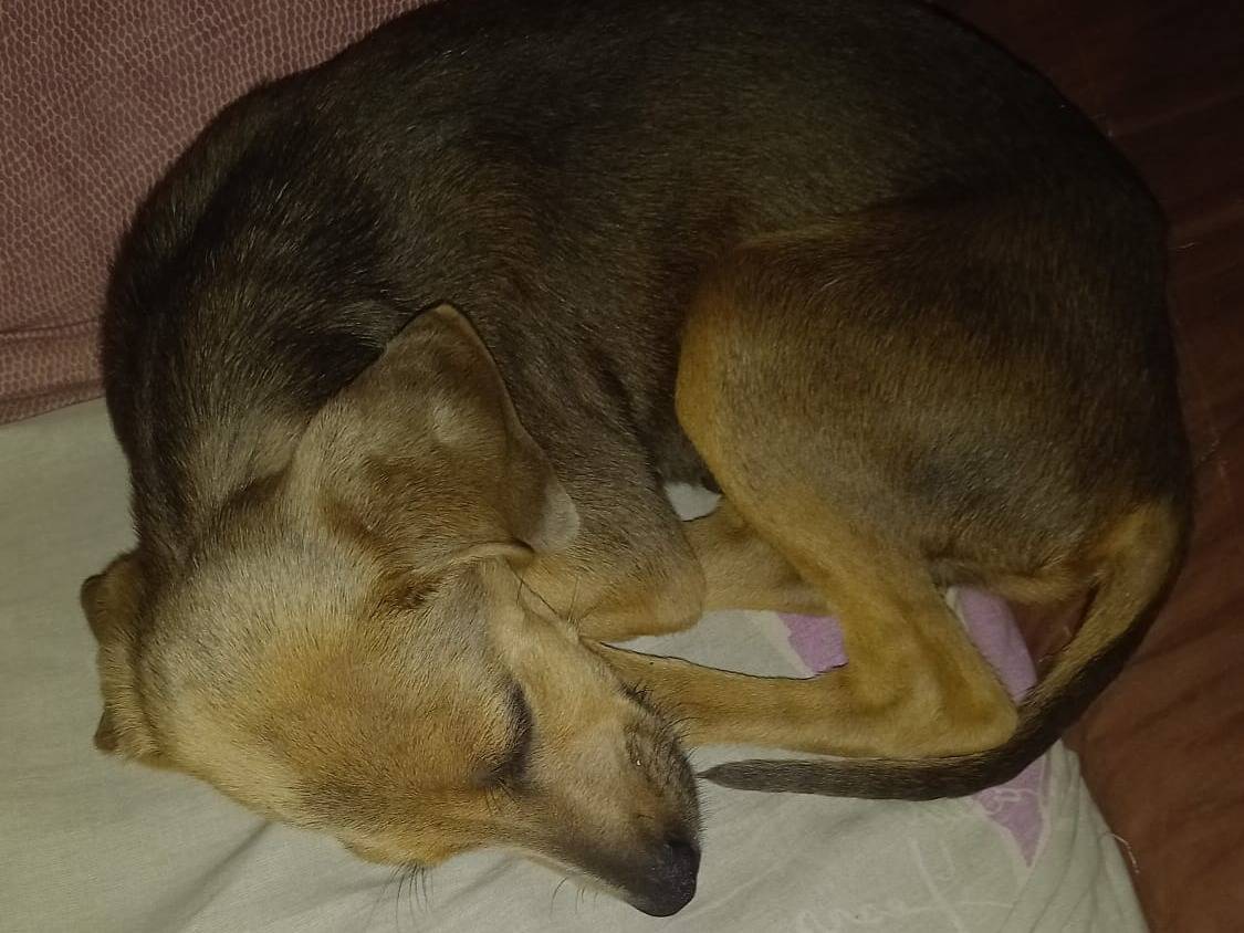 Adotta un cane, taglia piccola, maschio, Roma
