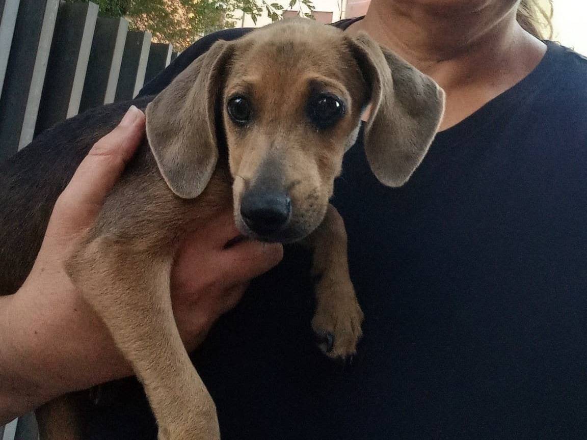 Vuoi adottare un cane a Roma?