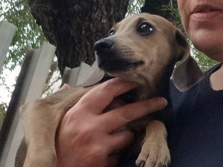 Adozione cane, maschio, Razza sconosciuta Razza sconosciuta, 4 mesi, taglia piccola, Roma
