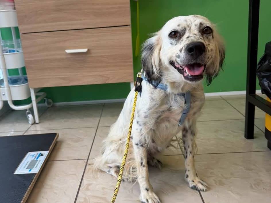 Adozione cane, femmina, Razza sconosciuta Razza sconosciuta, 3 anni e 1 mese, taglia piccola, Matera