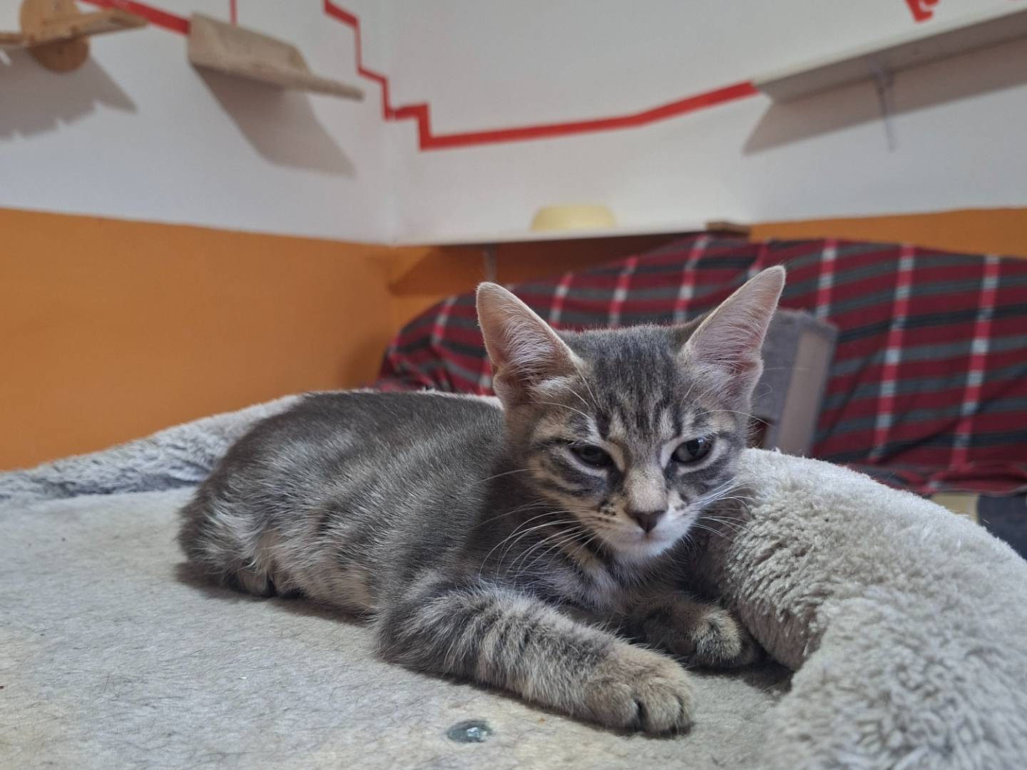 Adotta un gatto, femmina, 3 mesi, Viterbo