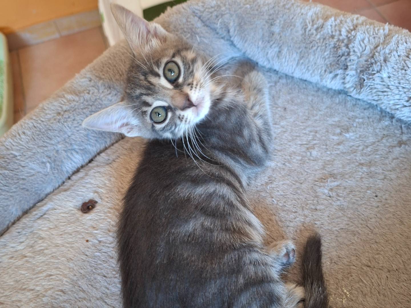Adozione gatto, femmina, Razza sconosciuta Razza sconosciuta, 3 mesi, taglia non valida, Viterbo