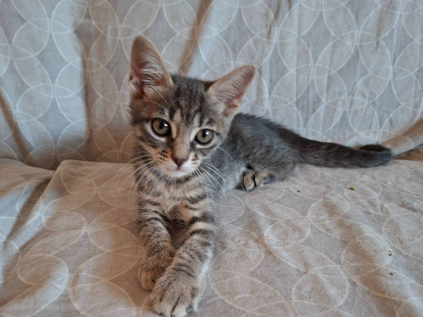 Adotta un gatto, taglia non valida, femmina, Viterbo