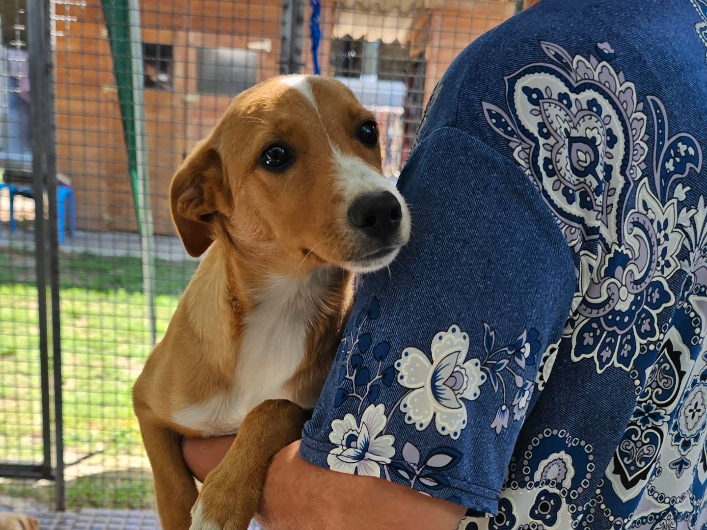 Adozione cane, femmina, Razza sconosciuta Razza sconosciuta, 4 mesi, taglia media, Pavia
