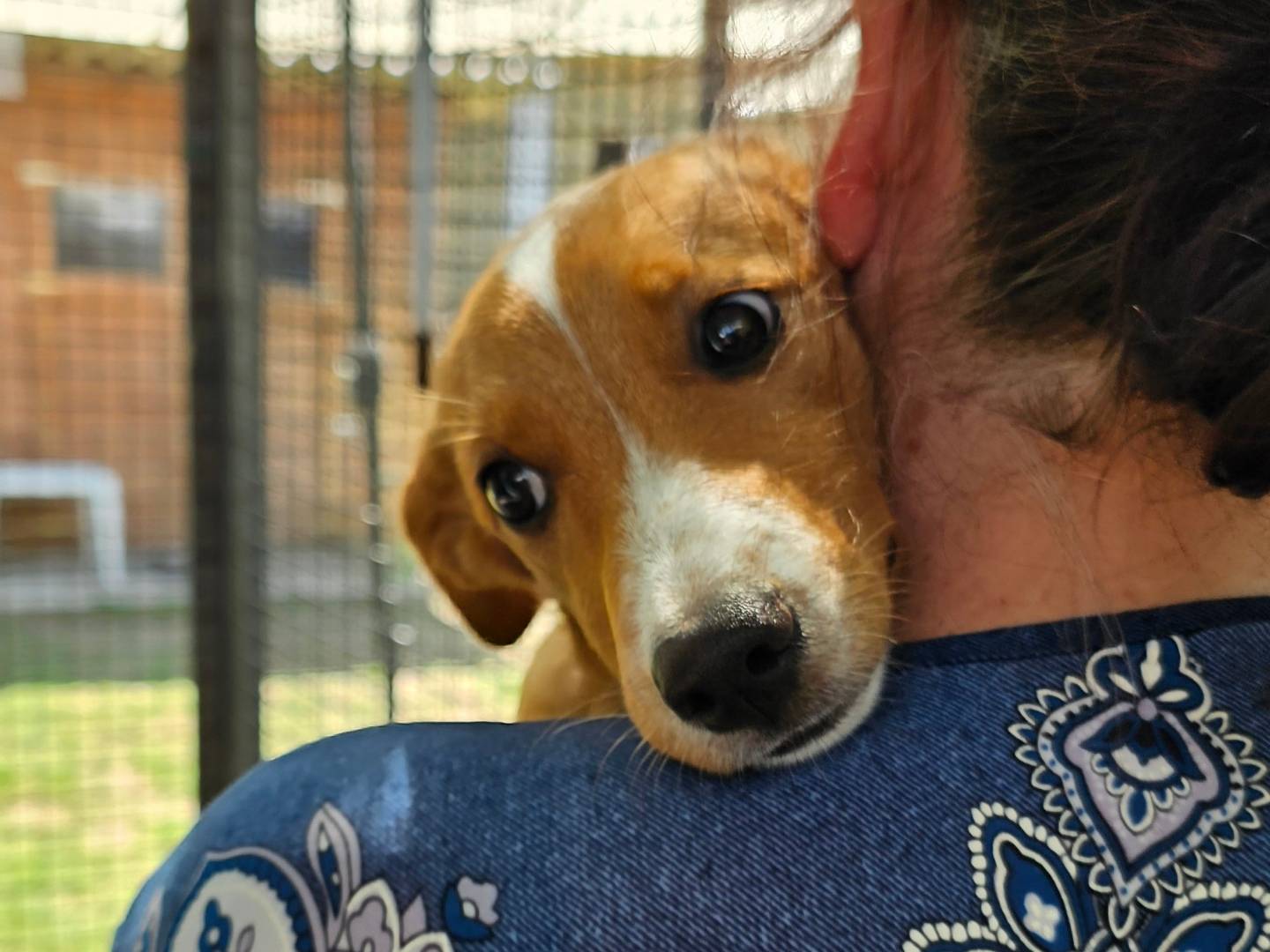 Adotta un cane, femmina, 4 mesi, Pavia