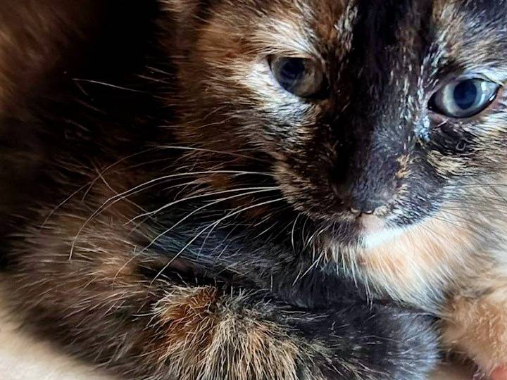 Adotta il gatto TRILLY a Pisa