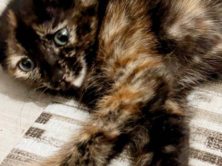 Vuoi adottare un gatto a Pisa?