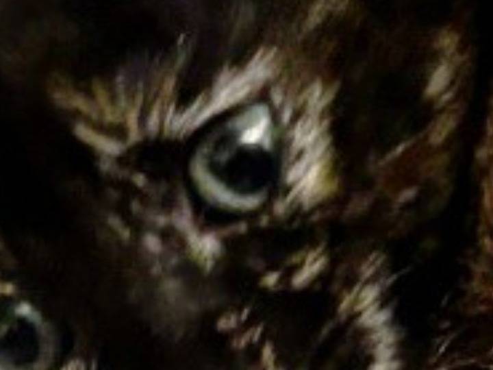 Adotta un gatto, taglia non valida, femmina, Pisa