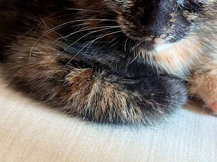 Adotta un gatto, femmina, 3 mesi, Pisa