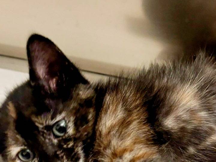 Adozione gatto, femmina, Razza sconosciuta Razza sconosciuta, 3 mesi, taglia non valida, Pisa