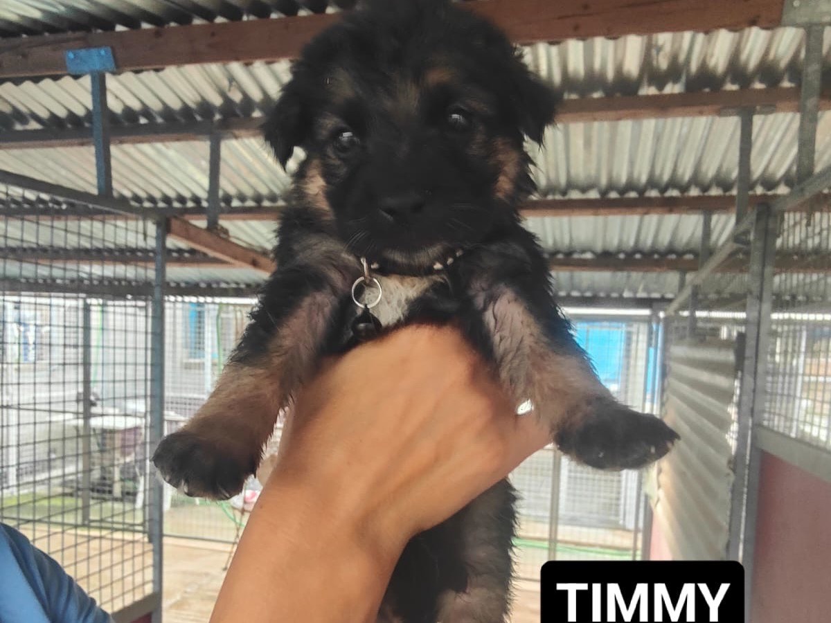 Adozione cane, maschio, Razza sconosciuta Razza sconosciuta, 2 mesi, taglia grande, Crotone