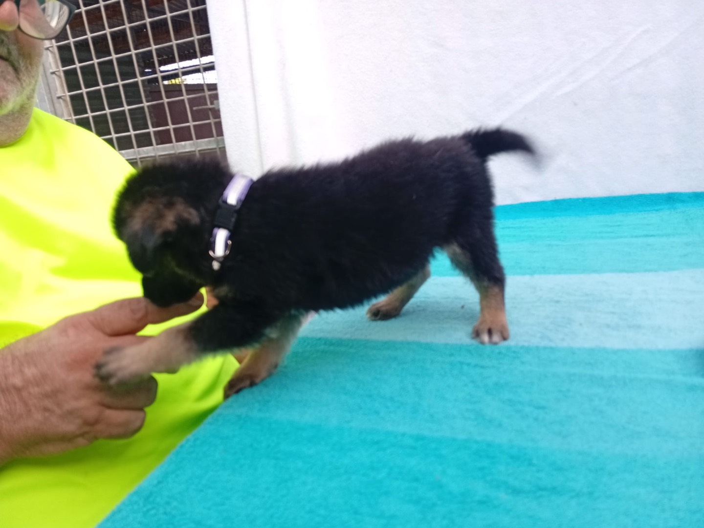 Adotta un cane, maschio, 2 mesi, Crotone