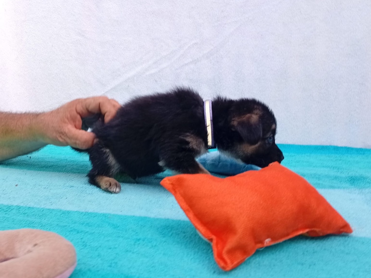 Adotta un cane, taglia grande, maschio, Crotone