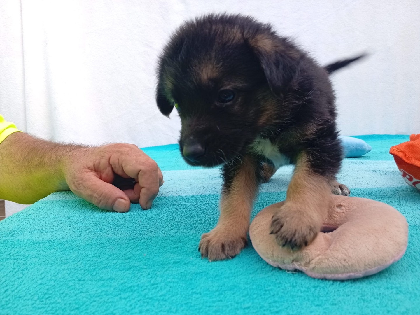 Vuoi adottare un cane a Crotone?