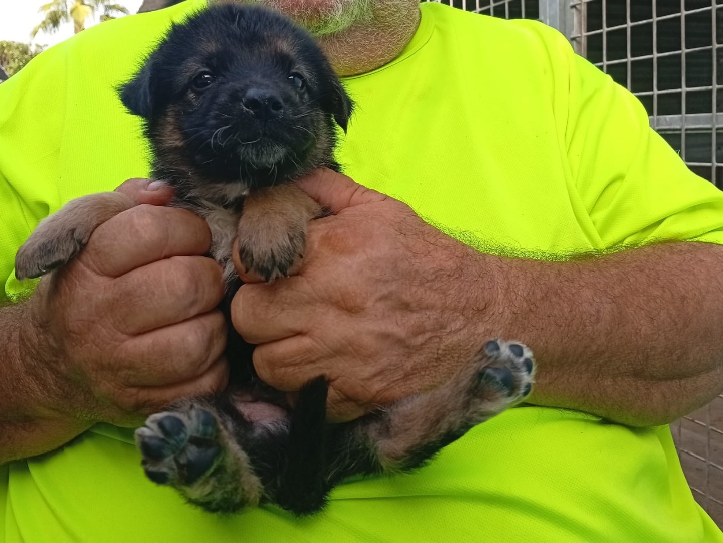 Adotta il cane TIMMY a Crotone