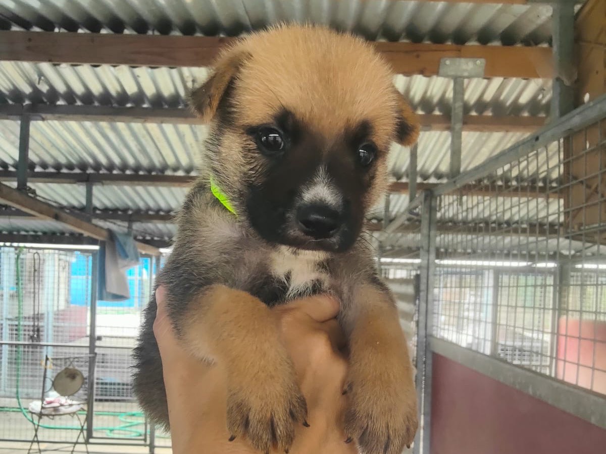 Adozione cane, femmina, Razza sconosciuta Razza sconosciuta, 2 mesi, taglia grande, Crotone