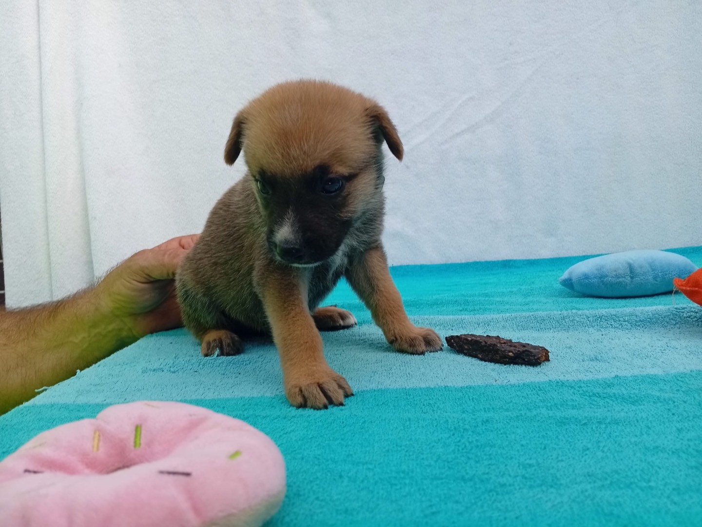 Adotta un cane, femmina, 2 mesi, Crotone