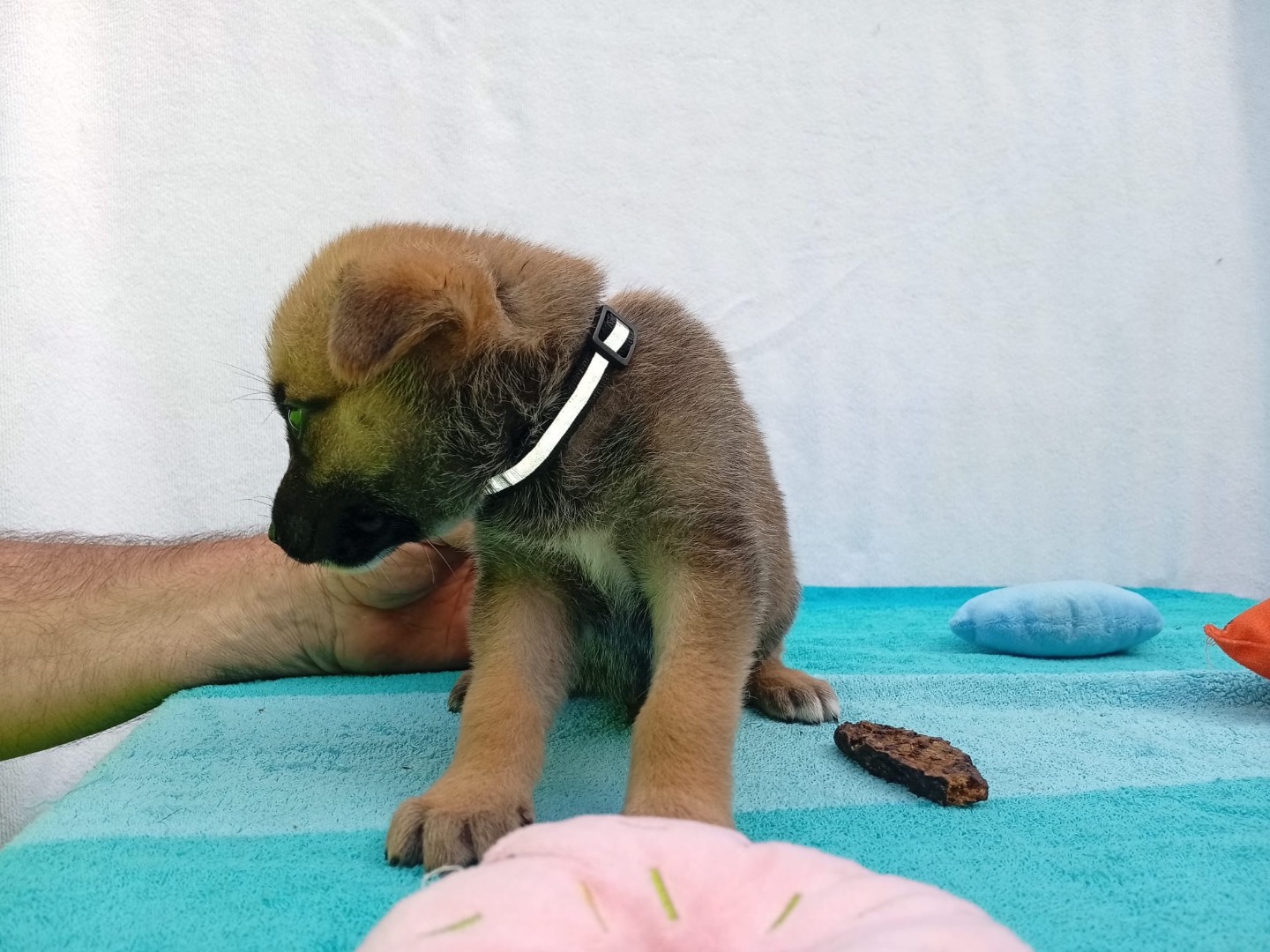 Adotta un cane, taglia grande, femmina, Crotone