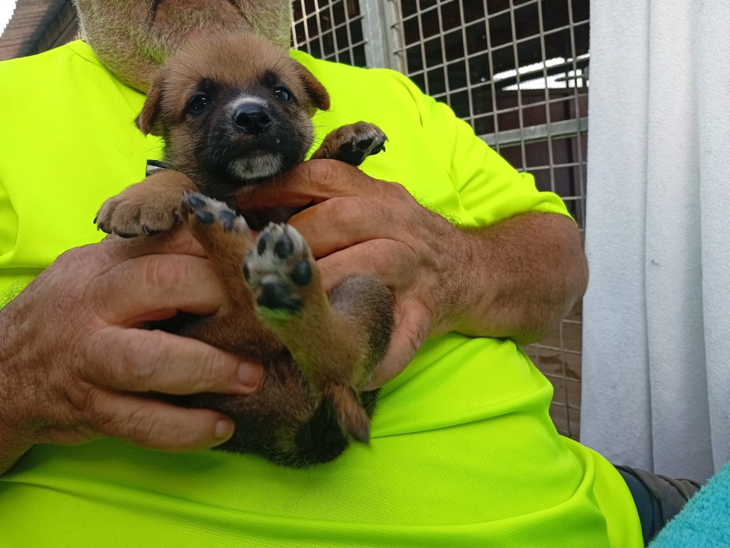 Vuoi adottare un cane a Crotone?