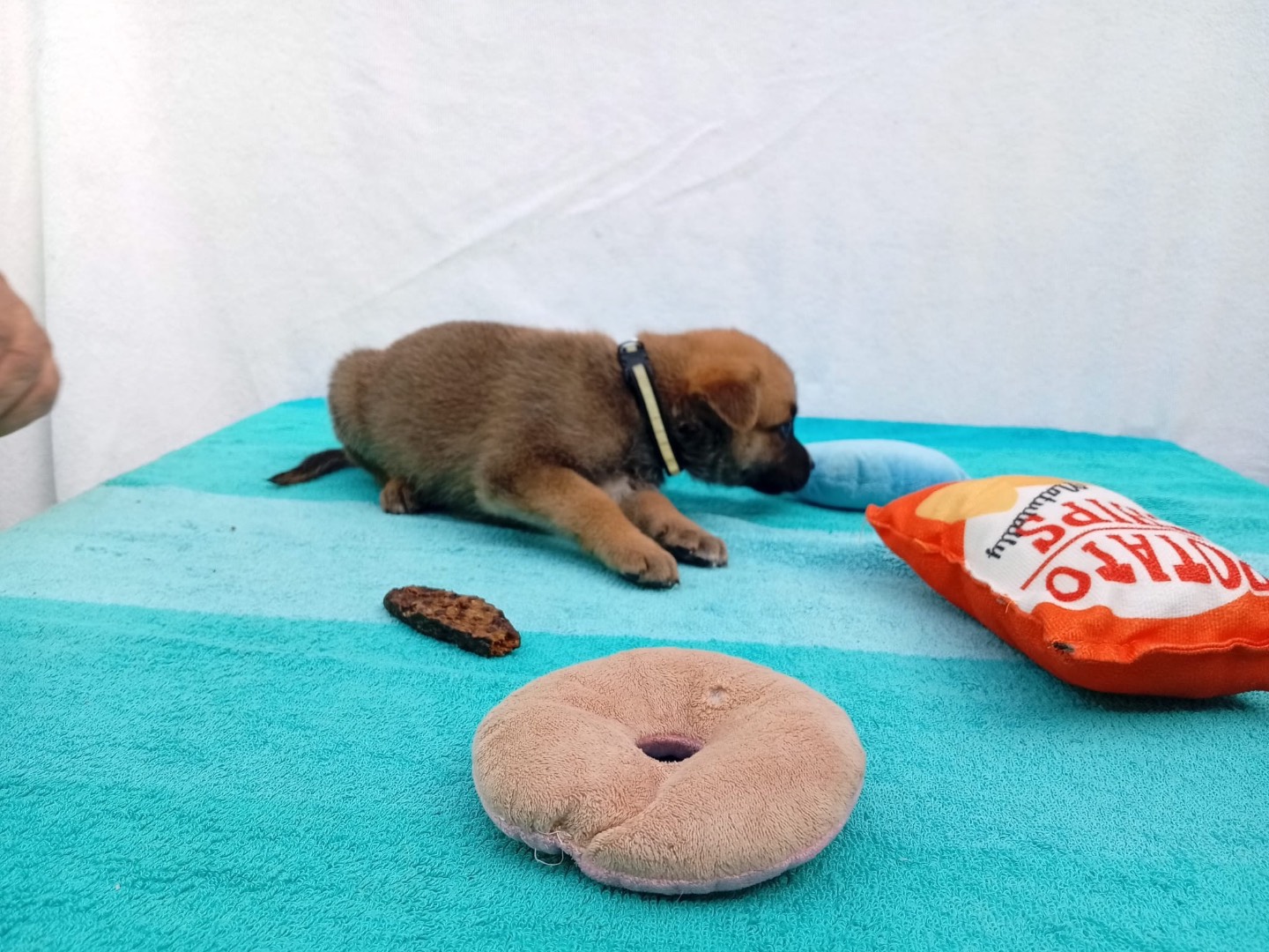 Adotta il cane NOA a Crotone