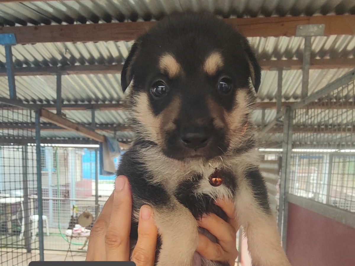 Adozione cane, maschio, Razza sconosciuta Razza sconosciuta, 2 mesi, taglia grande, Crotone