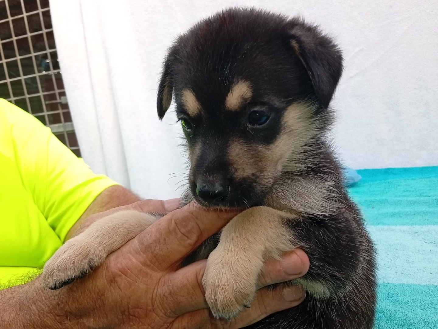 Adotta un cane, maschio, 2 mesi, Crotone